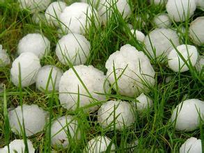 冰雹肆虐致多地作物绝收，急救措施可知晓？