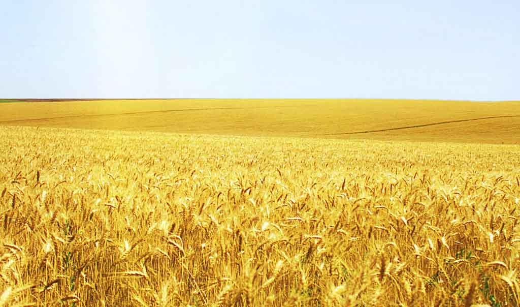 小麦冬前管理关键期，做好这些来年才能丰收丰产！