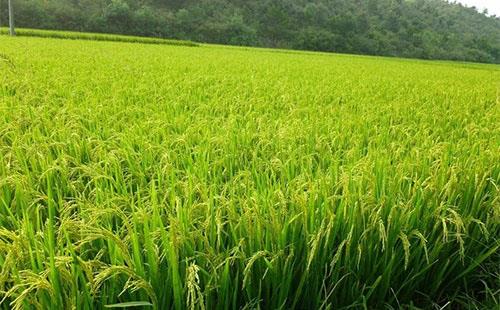 降温需注意：稻田灌水，保灌浆防青枯